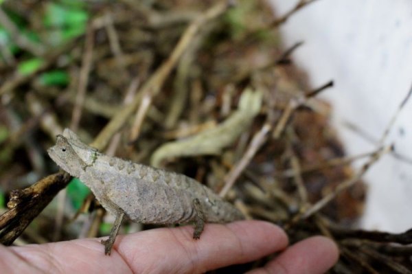 画像7: ツノヒメカメレオンWC♀完売しました (7)