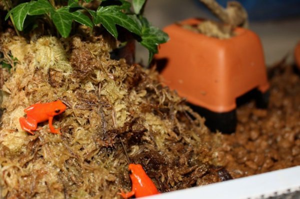 画像2: キンイロアデガエルＷＣ完売 (2)