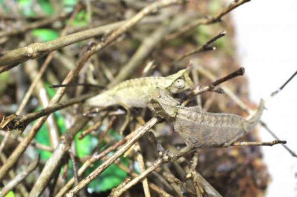 画像2: ツノヒメカメレオンWC♀完売しました (2)