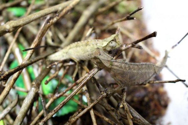 画像3: ツノヒメカメレオンWC♀完売しました (3)