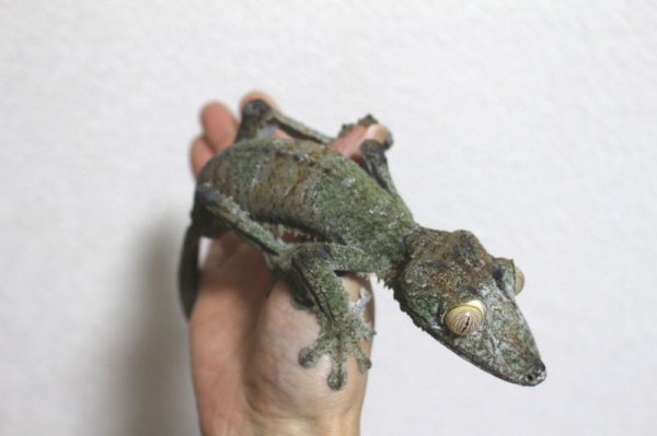 画像11: フリンジヘラオヤモリWCペア完売しました (11)