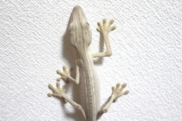 画像15: スジヘラオヤモリWCペア　　完売しました (15)