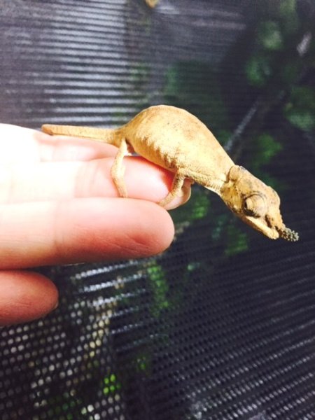 画像2: ベドガーカメレオンWC♀ (2)