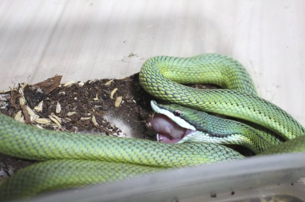 画像6: バロンコダマヘビＥＵＣＢ (6)