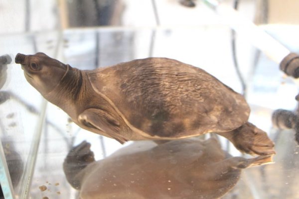 画像7: スッポンモドキ完売しました。 (7)