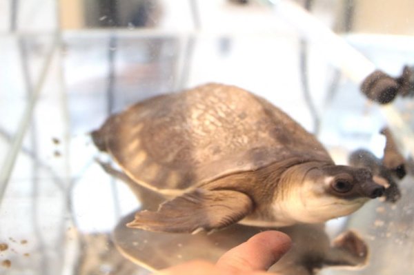 画像5: スッポンモドキ完売しました。 (5)