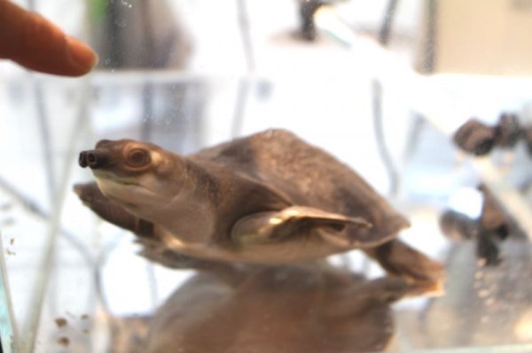 画像6: スッポンモドキ完売しました。 (6)