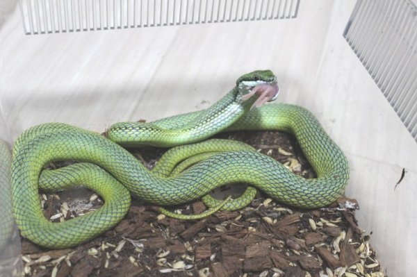 画像5: バロンコダマヘビＥＵＣＢ (5)