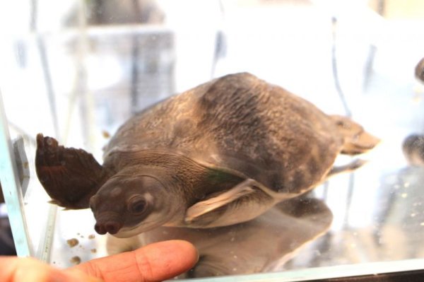 画像3: スッポンモドキ完売しました。 (3)