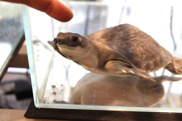 画像4: スッポンモドキ完売しました。 (4)