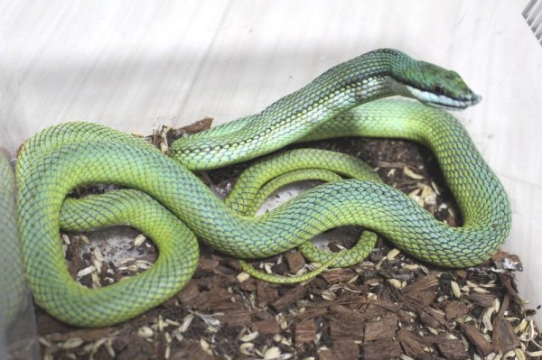 画像3: バロンコダマヘビＥＵＣＢ (3)