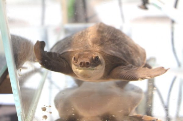 画像2: スッポンモドキ完売しました。 (2)