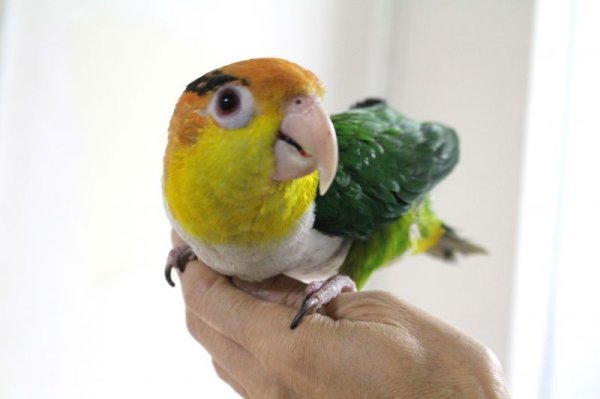 画像13: シロハラインコグリーンタイツＰＨＢＩＩ８Ｆ048♂お迎えいただきました (13)