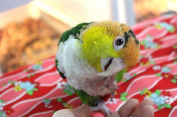 画像6: シロハラインコグリーンタイツＰＨＢＩＩ８Ｆ048♂お迎えいただきました (6)