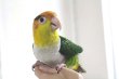 画像1: シロハラインコグリーンタイツＰＨＢＩＩ８Ｆ048♂お迎えいただきました (1)