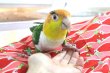 画像9: シロハラインコグリーンタイツＰＨＢＩＩ８Ｆ048♂お迎えいただきました (9)