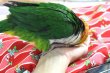 画像8: シロハラインコグリーンタイツＰＨＢＩＩ８Ｆ048♂お迎えいただきました (8)