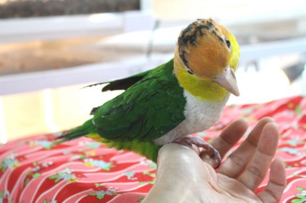 画像7: シロハラインコグリーンタイツＰＨＢＩＩ８Ｆ048♂お迎えいただきました (7)