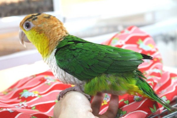 画像11: シロハラインコグリーンタイツＰＨＢＩＩ８Ｆ048♂お迎えいただきました (11)