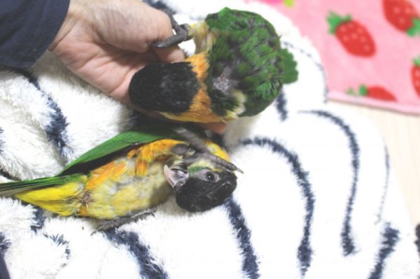 画像10: ズグロシロハラインコ★008お迎え頂きました♪ (10)