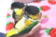 画像6: ズグロシロハラインコ★008お迎え頂きました♪ (6)