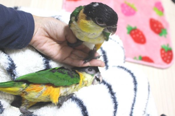 画像9: ズグロシロハラインコ★008お迎え頂きました♪ (9)