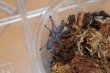 画像2: グーティサファイアオーナメンタル　Poecilotheria metallica (2)