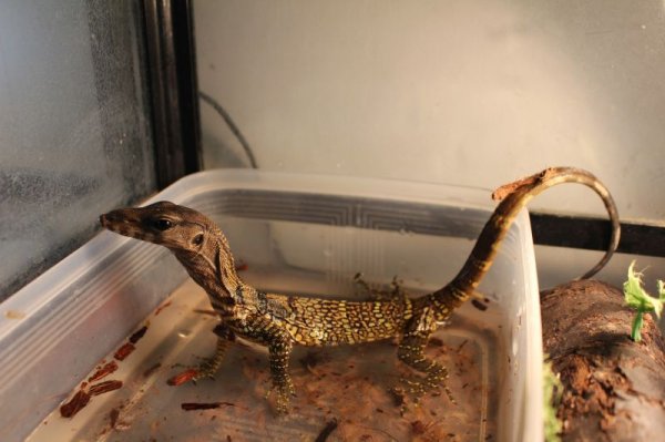 画像3: ラフネックモニター (3)