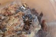 画像1: グリーンボトルブルー　Chromatopelma cyaneopubescens (1)