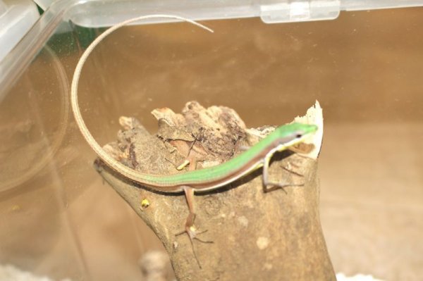 画像3: オキナワアオカナヘビ★セレクトペア完売しました (3)