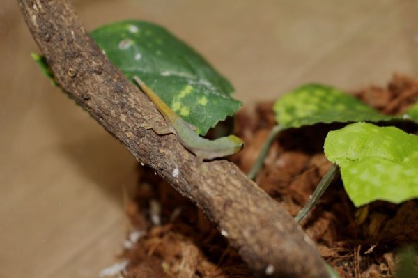 画像3: コンラウイマルメヤモリ★ペア完売しました (3)