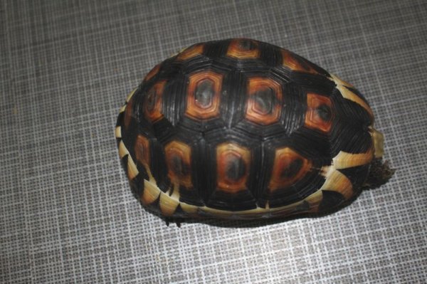 画像5: ソリガメＣＢ★Ｂ個体ご売約いただきました (5)