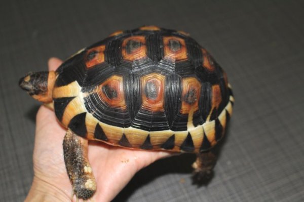 画像7: ソリガメＣＢ★Ｂ個体ご売約いただきました (7)