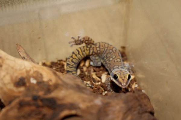 画像6: コッガービロードヤモリ★EUCB (6)