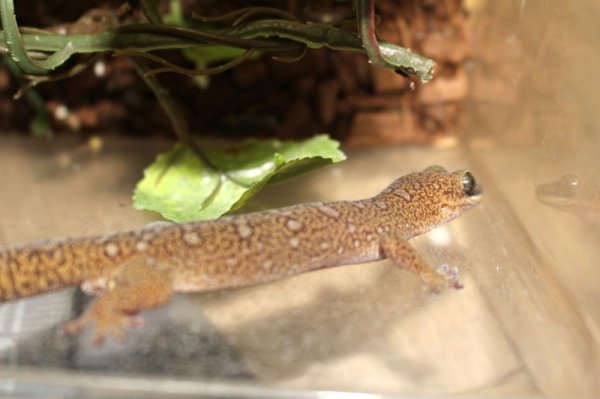 画像6: モニリスビロードヤモリ★EUCB (6)
