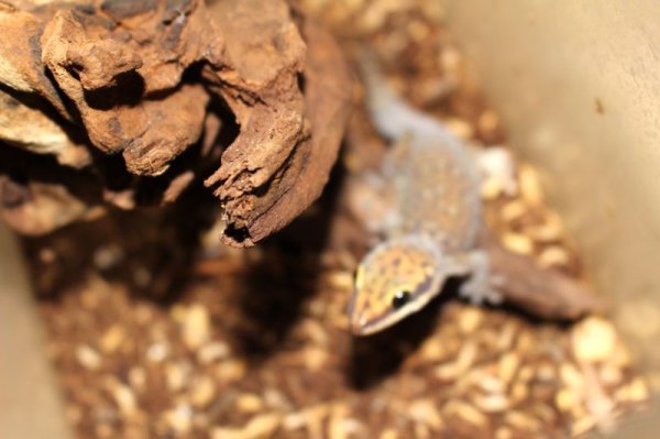 画像4: コッガービロードヤモリ★EUCB (4)