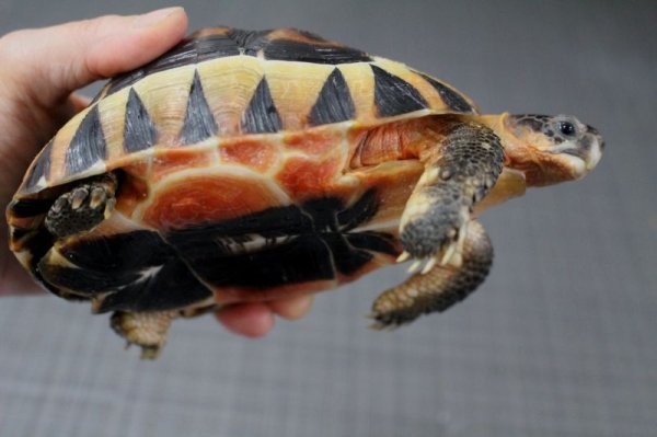 画像3: ソリガメＣＢ★Ｂ個体ご売約いただきました (3)