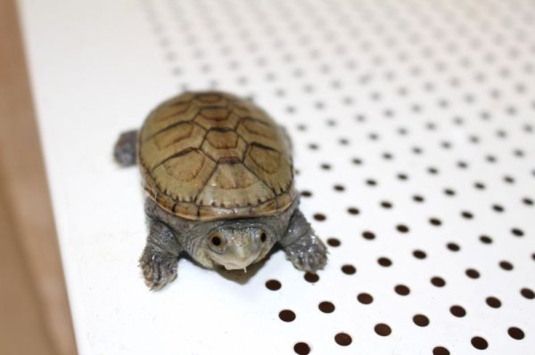 画像5: ハラガケガメEUCB完売 (5)