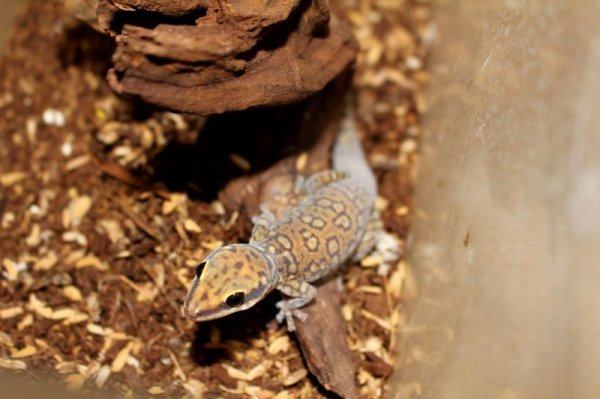 画像3: コッガービロードヤモリ★EUCB (3)