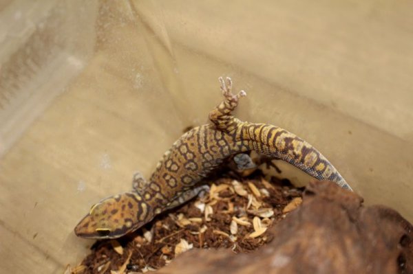 画像5: コッガービロードヤモリ★EUCB (5)