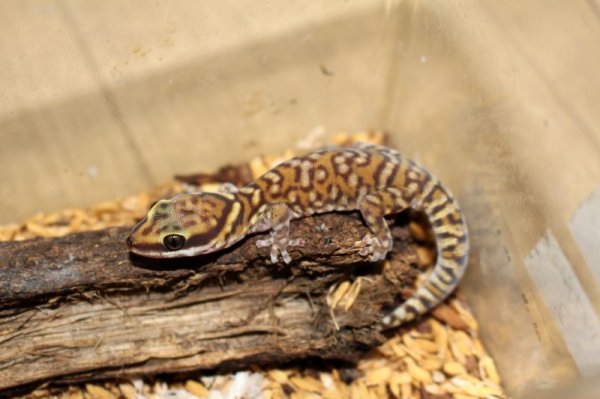 画像2: コッガービロードヤモリ★EUCB (2)