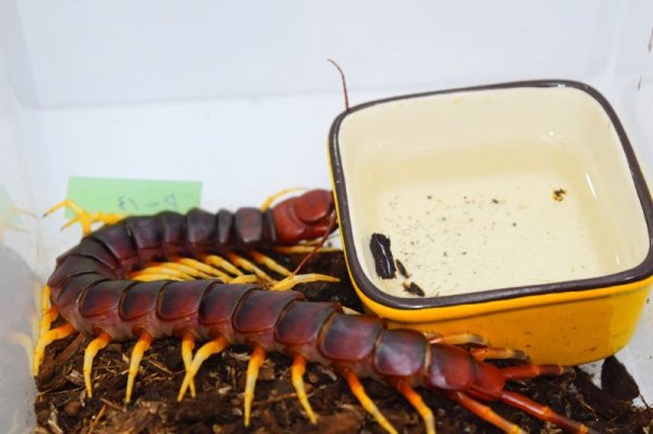 画像3: ペルビアンジャイアントオオムカデ（ホワイトレッグ） (3)