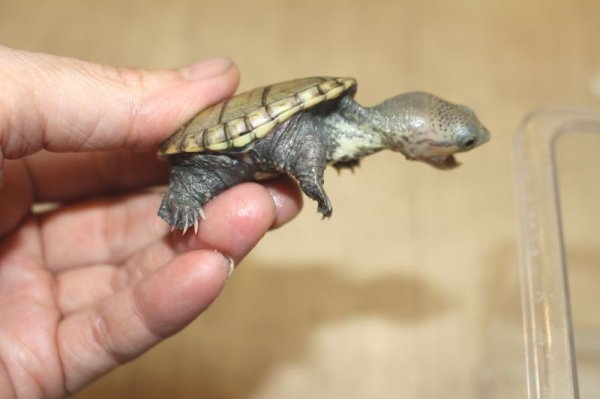 画像8: ハラガケガメＥＵＣＢ完売しました (8)