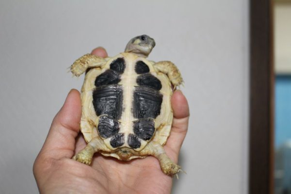 画像4: ニシヘルマンリクガメＥＵＣＢ★c個体ご売約済 (4)