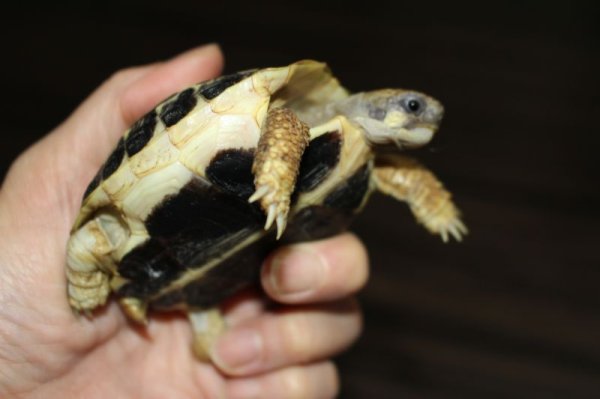 画像2: ニシヘルマンリクガメＥＵＣＢ★Ⅾ個体完売しました (2)