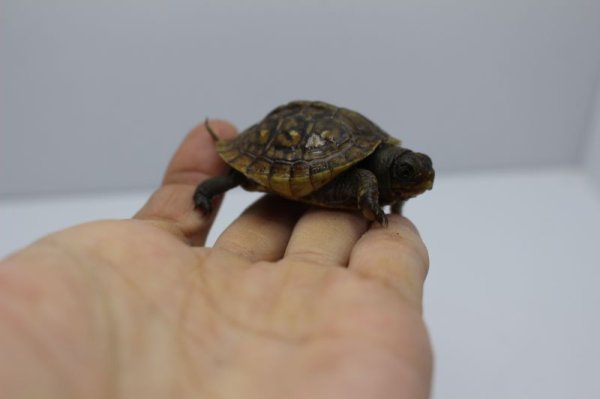 画像3: ミツユビハコガメベビー国内ＣＢ完売しました (3)
