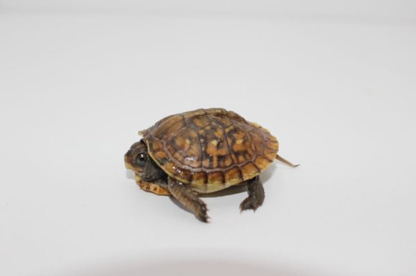 画像5: ミツユビハコガメベビー国内ＣＢ完売しました (5)