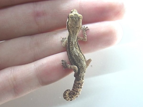 画像2: ヒメササクレヤモリ♀完売しました (2)