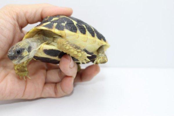 画像6: ニシヘルマンリクガメＥＵＣＢ★Ｅ個体完売しました (6)