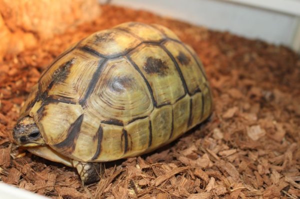 画像2: ソリガメ★ハイポ (2)